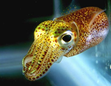  bobtail squid bacterium